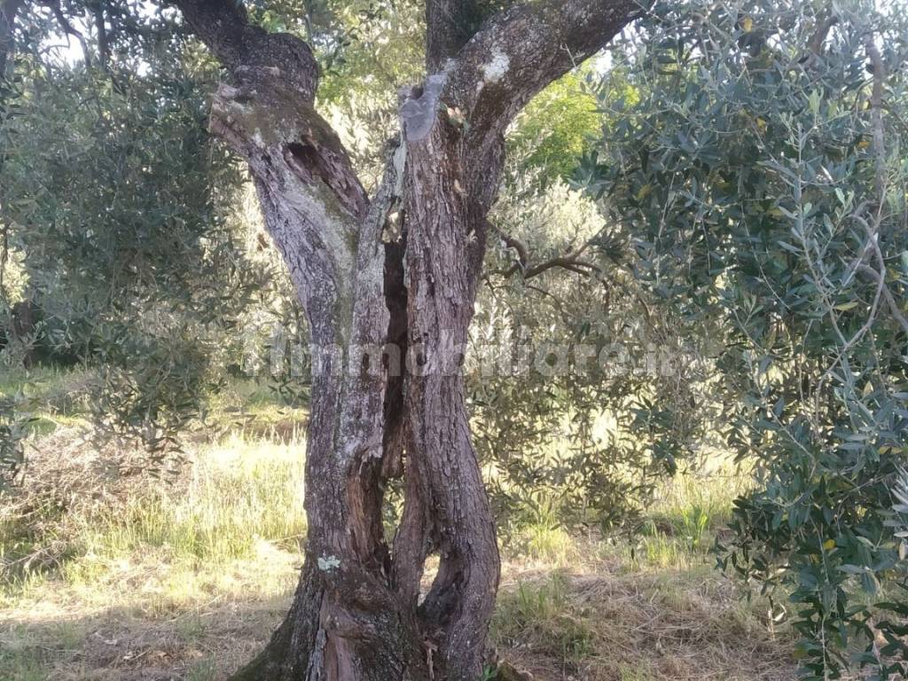 oliveta
