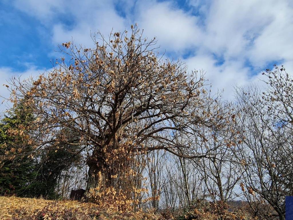 Terreno con Alberi Secolari