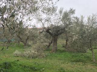 Olivi-Abruzzo2.jpg