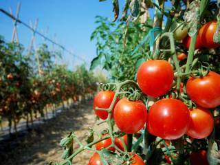 come-coltivare-i-pomodori-in-vaso-2.jpg