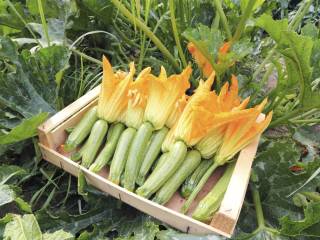 come-coltivare-zucchine-vaso2.jpg