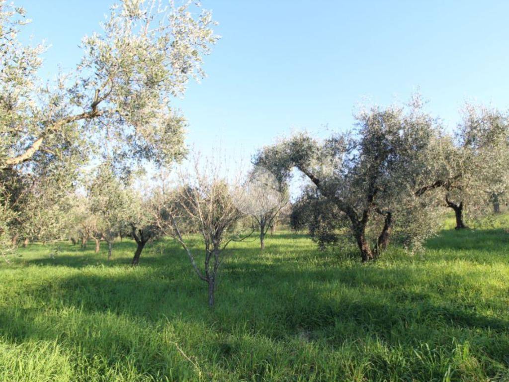 terreno agricolo