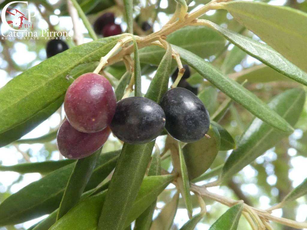 FIESOLE VENDESI TERRENO AGRICOLO CON DUE ANNESSI