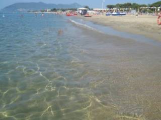 mare