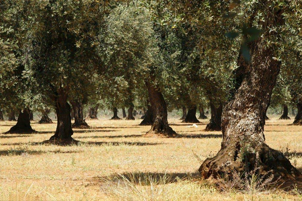 Terreno agricolo località malia, san pietro a maida