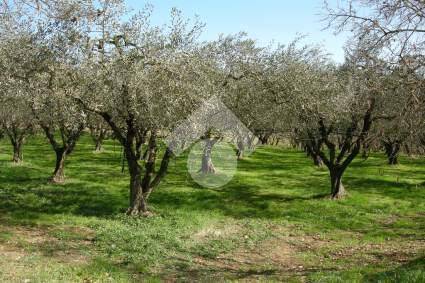 PANORAMA DEL TERRENO