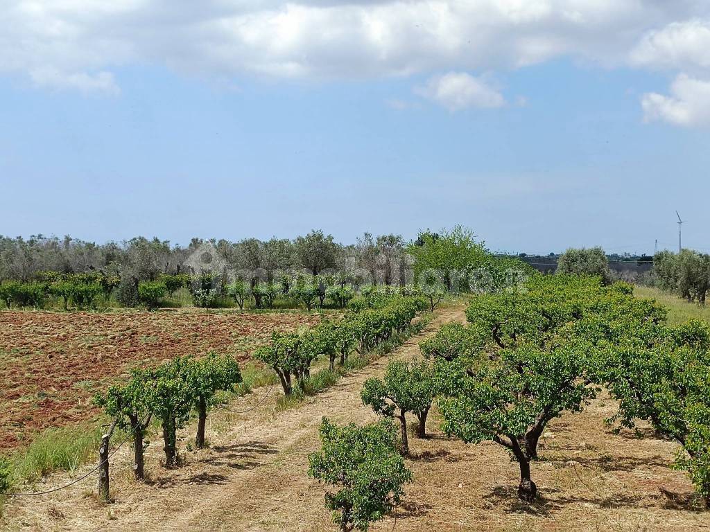 Vendesi a Copertino casa con terreno agricolo