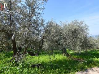 Antella vendesi oliveta