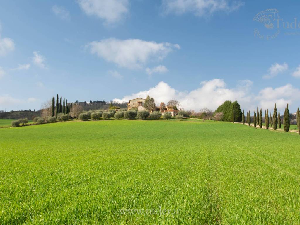 viale di cipressi