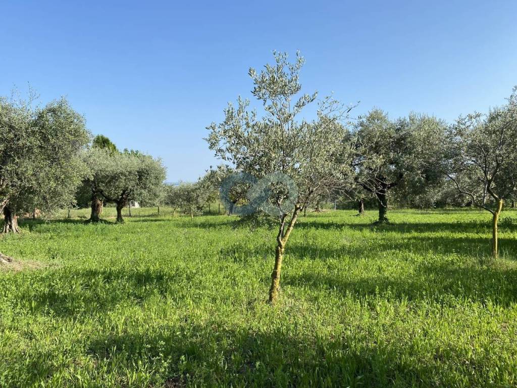 TERRENO AGRICOLO VISTA LAGO 3