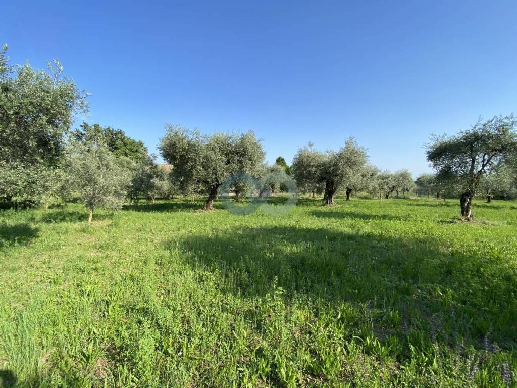 TERRENO AGRICOLO VISTA LAGO 4