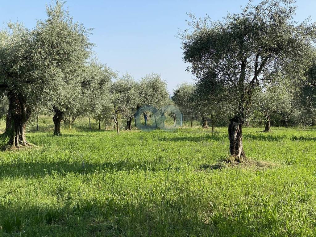 TERRENO AGRICOLO VISTA LAGO 5