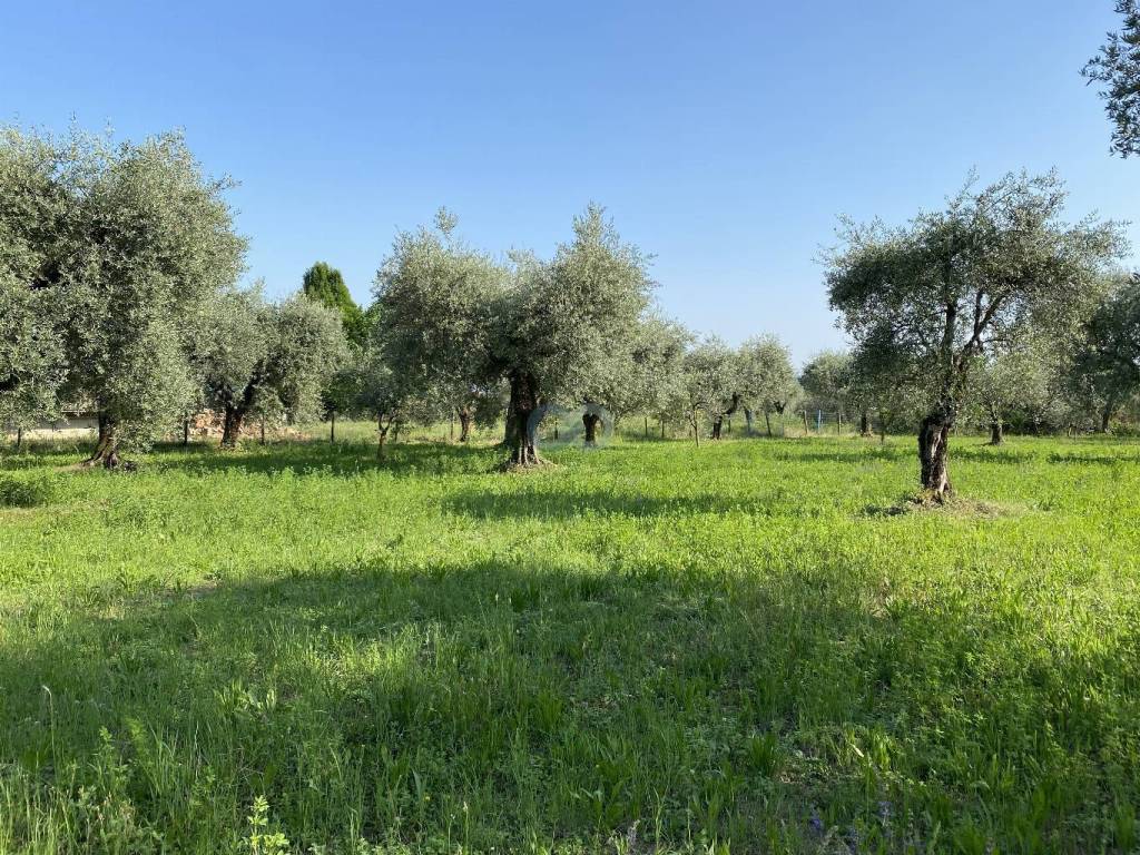 TERRENO AGRICOLO VISTA LAGO 8