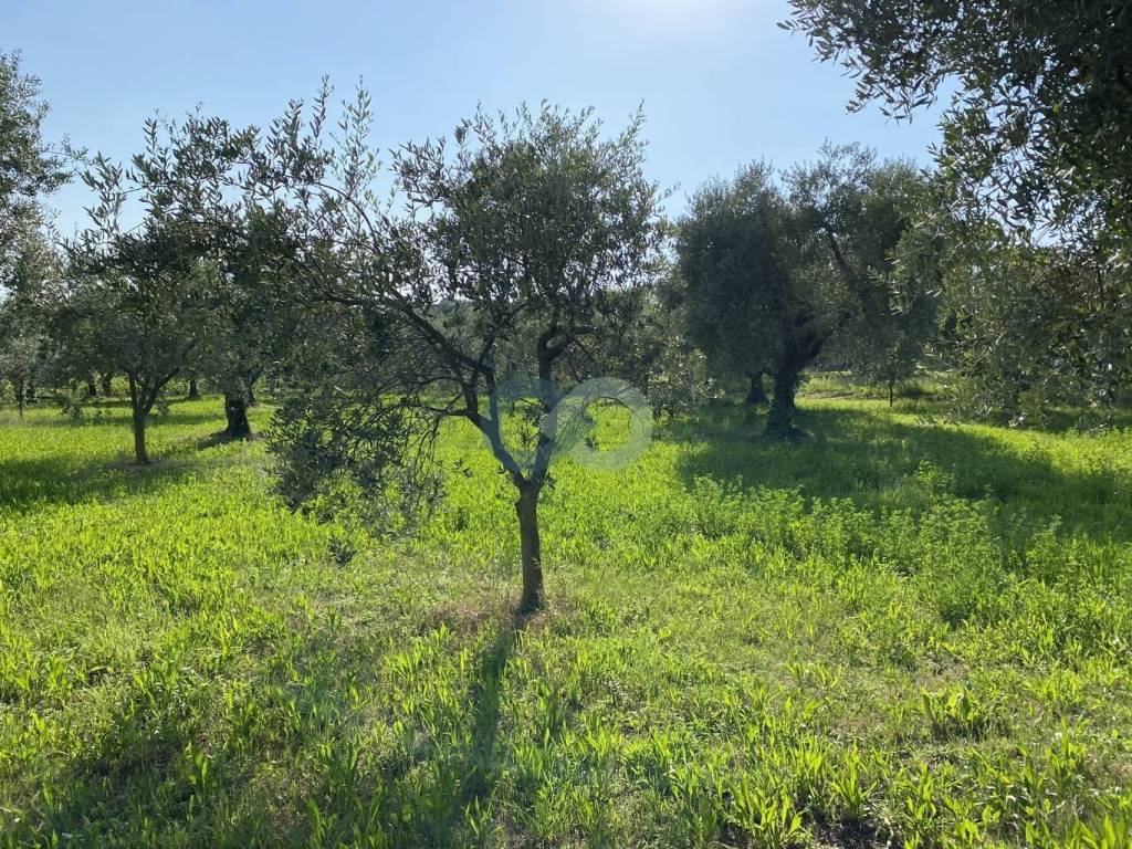 TERRENO AGRICOLO VISTA LAGO 15