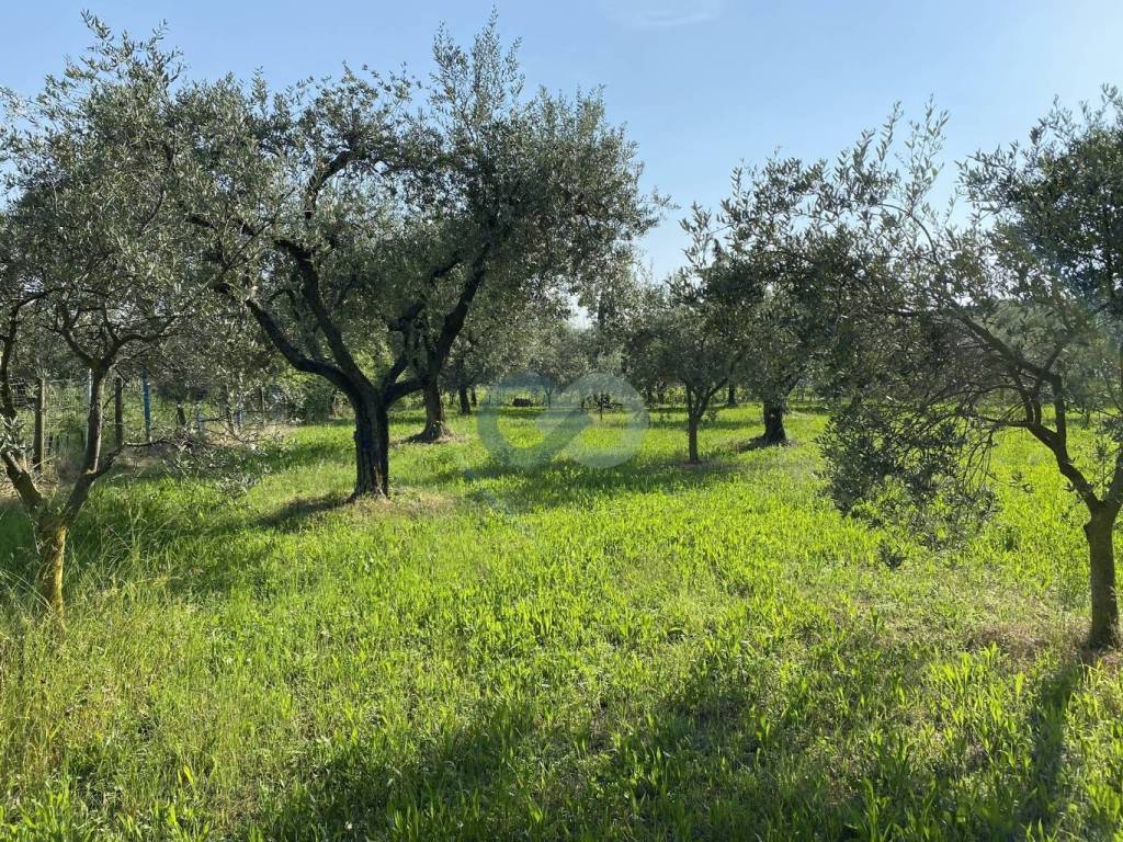 TERRENO AGRICOLO VISTA LAGO 16