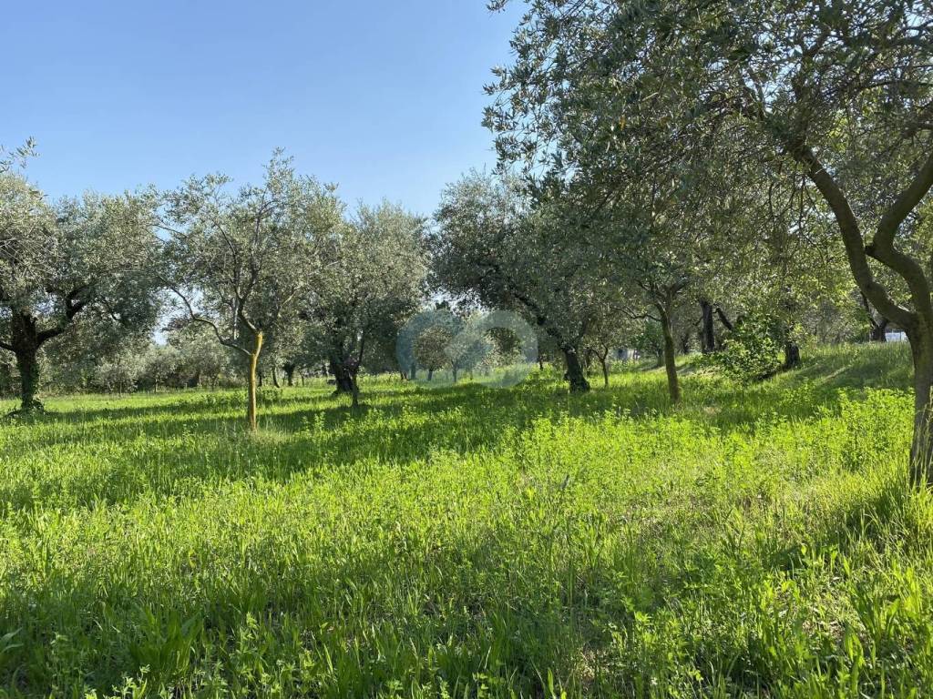 TERRENO AGRICOLO VISTA LAGO 17