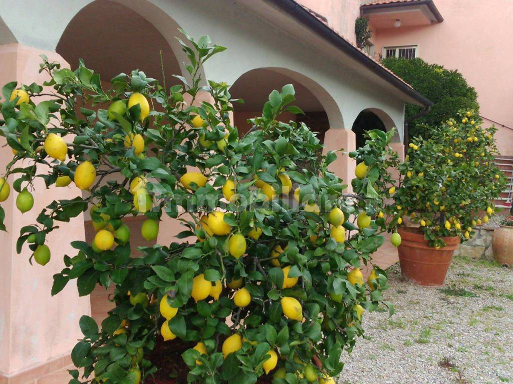 Podere scarlino follonica grosseto maremma toscana