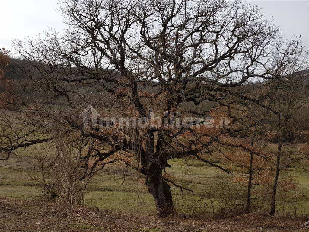 quercia in inverno 