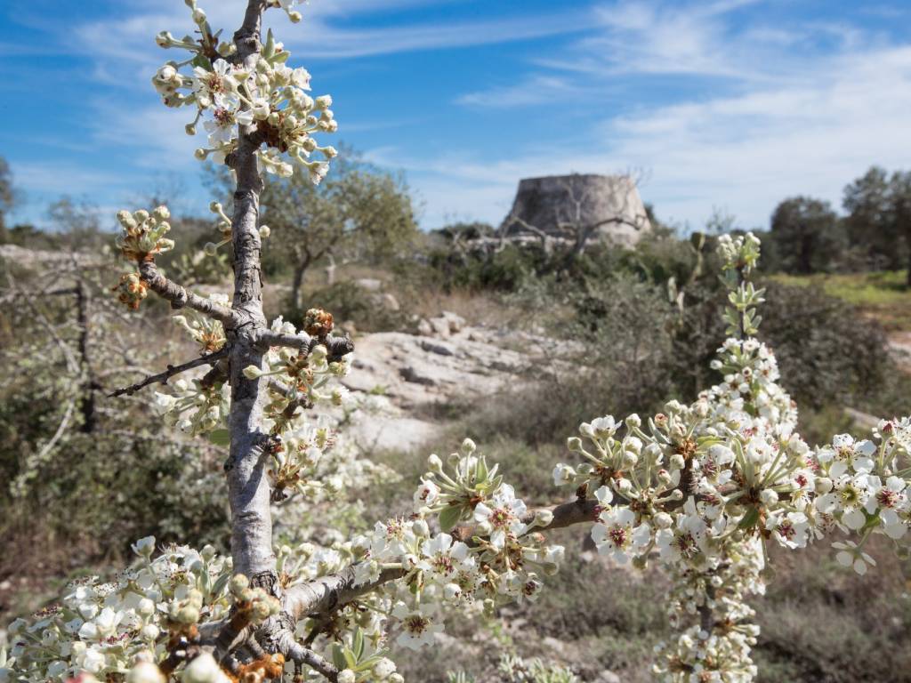 Pajara