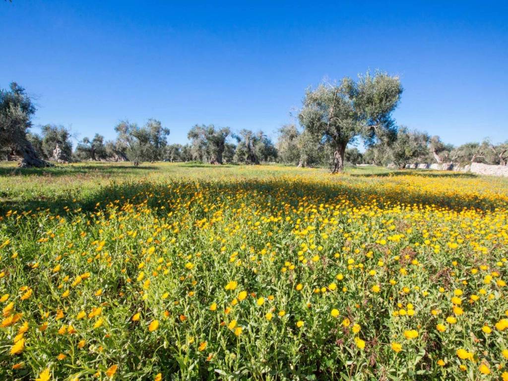 Terreno agricolo