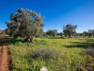 Terreno agricolo