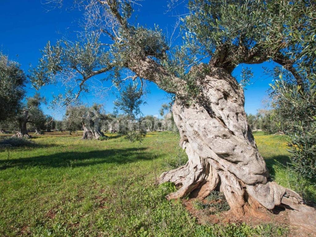 Terreno agricolo