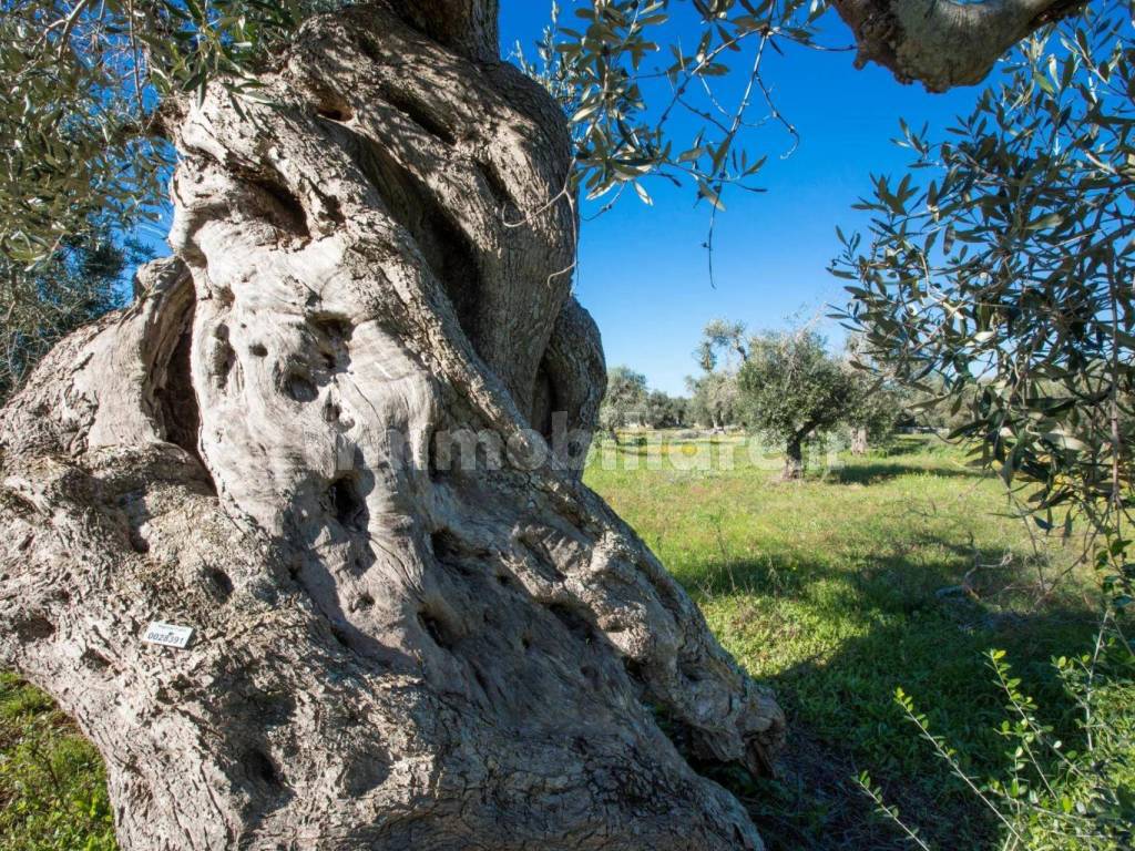 Terreno agricolo