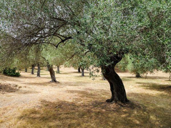 Terreno agricolo strada provinciale circumsanseverina est, san severo