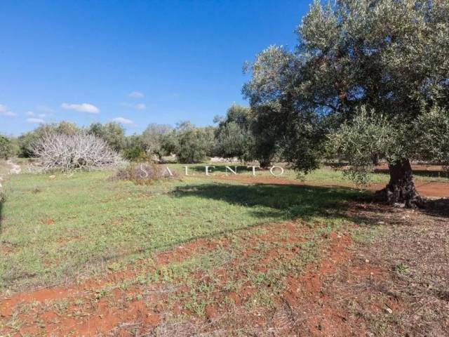 Terreno agricolo