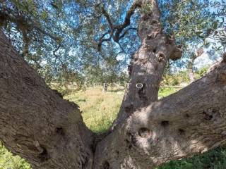 Terreno agricolo