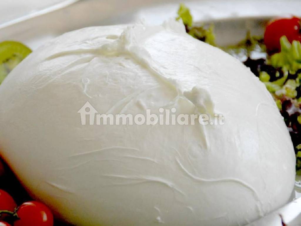 Mozzarella