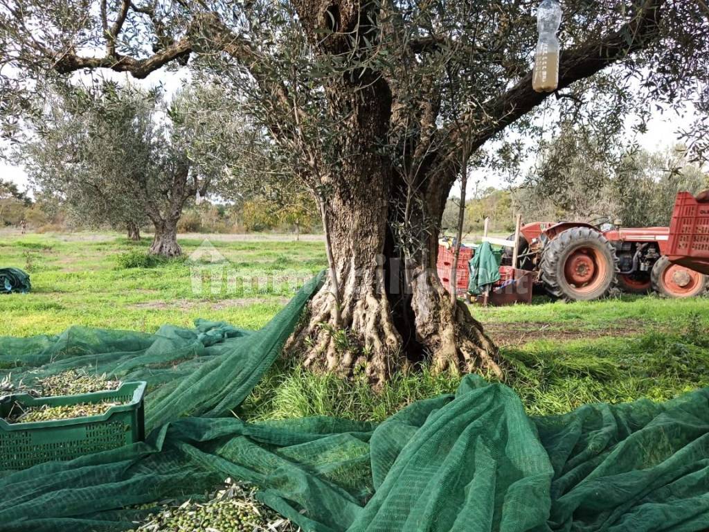 azienda agricola