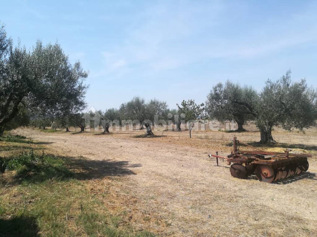 azienda agricola