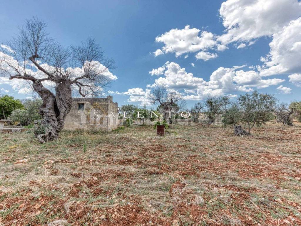 Terreno agricolo