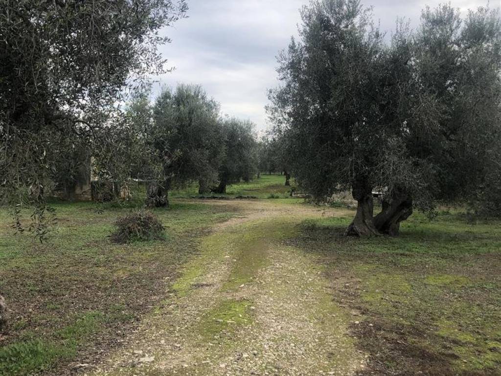 Terreno Agricolo Strada Vicinale Piscina D Amato Molfetta Rif