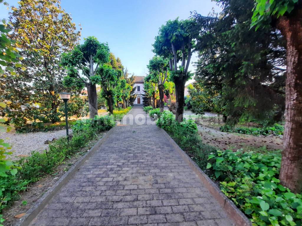 VIALE ALBERATO