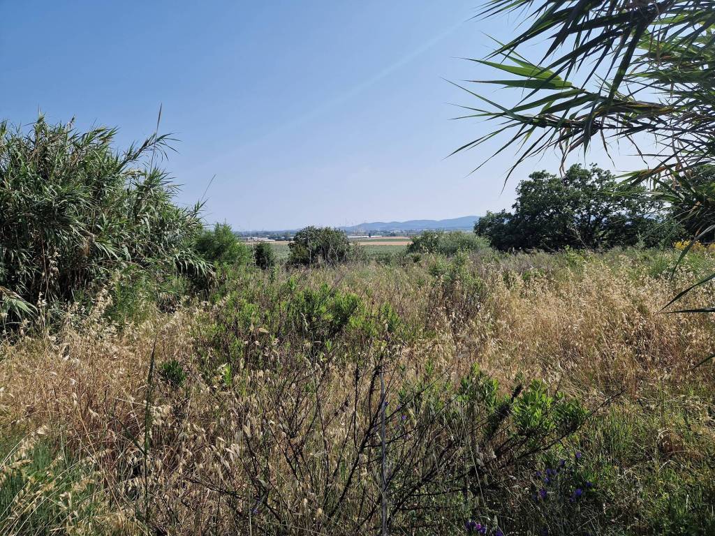 Terreno agricolo via di rimigliano, campiglia marittima