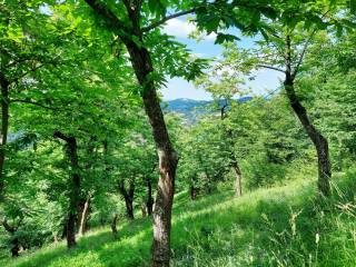 castagneto