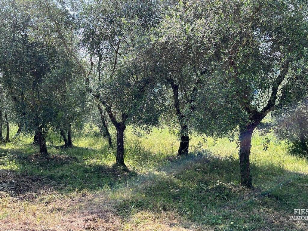 oliveta