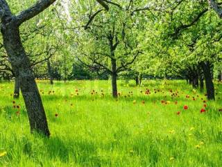 3855718-a-beautiful-meadow-with-trees-and-blooming