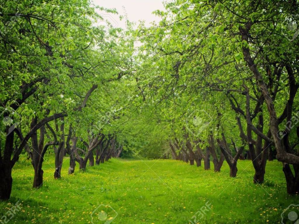 29437317-Beautiful-green-spring-trees-Apple-trees-