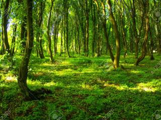 29884425-Spring-forest-background-Stock-Photo.jpg