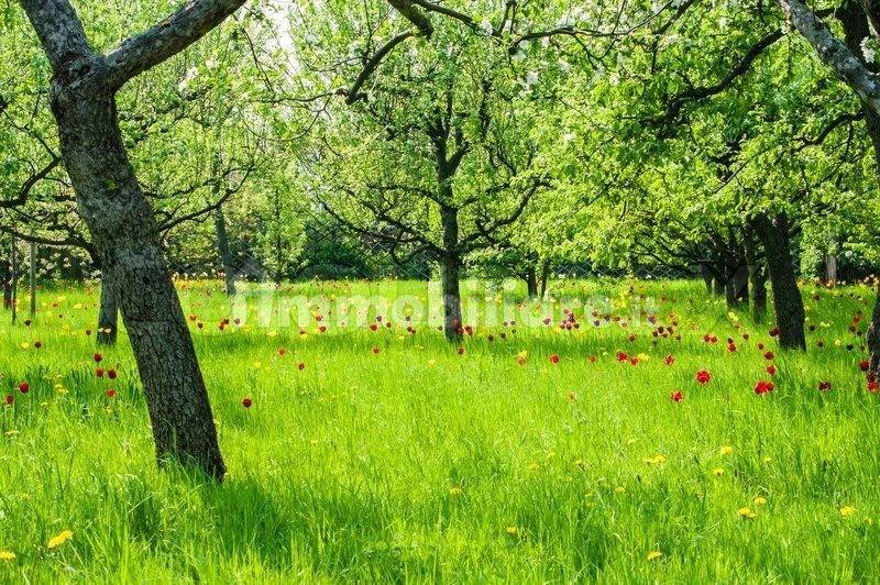 3855718-a-beautiful-meadow-with-trees-and-blooming
