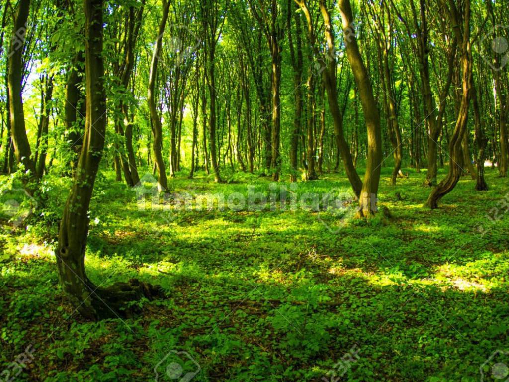 29884425-Spring-forest-background-Stock-Photo.jpg