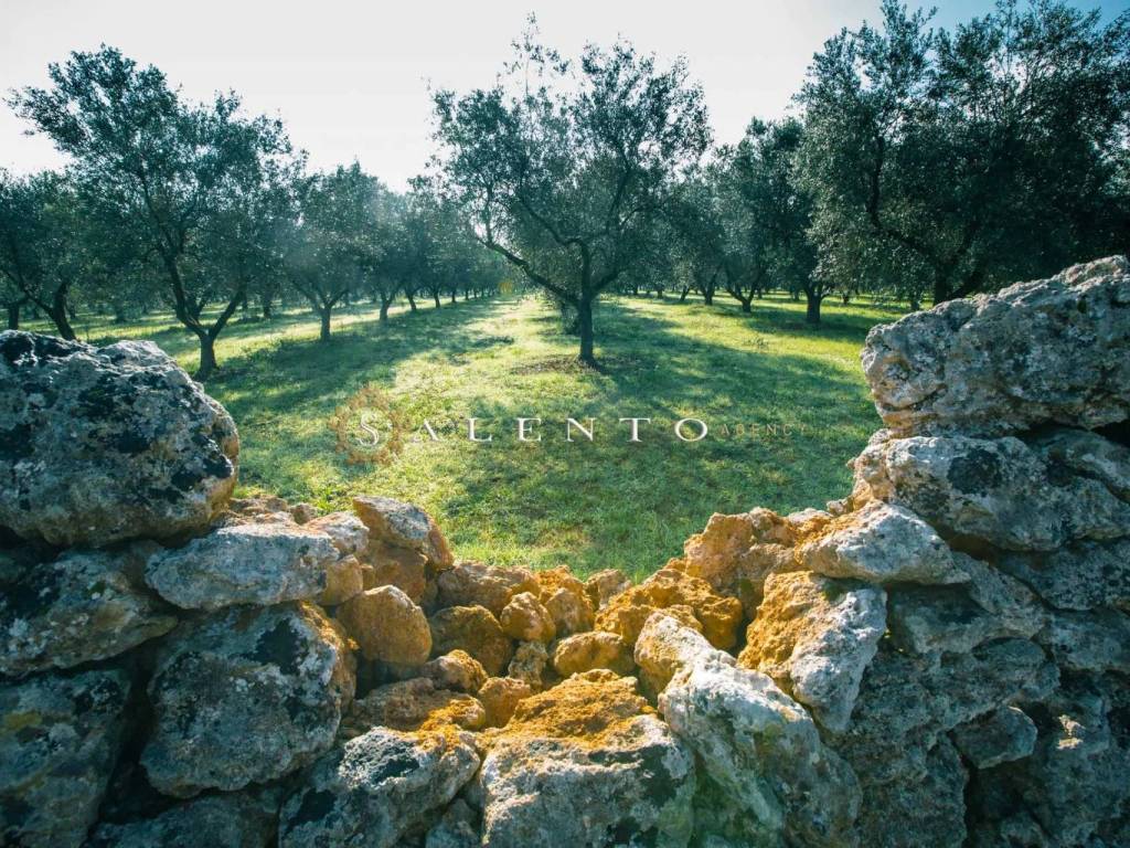 Campagna Salentina - Macchia mediterranea