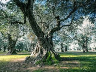 Ulivo secolare Salento