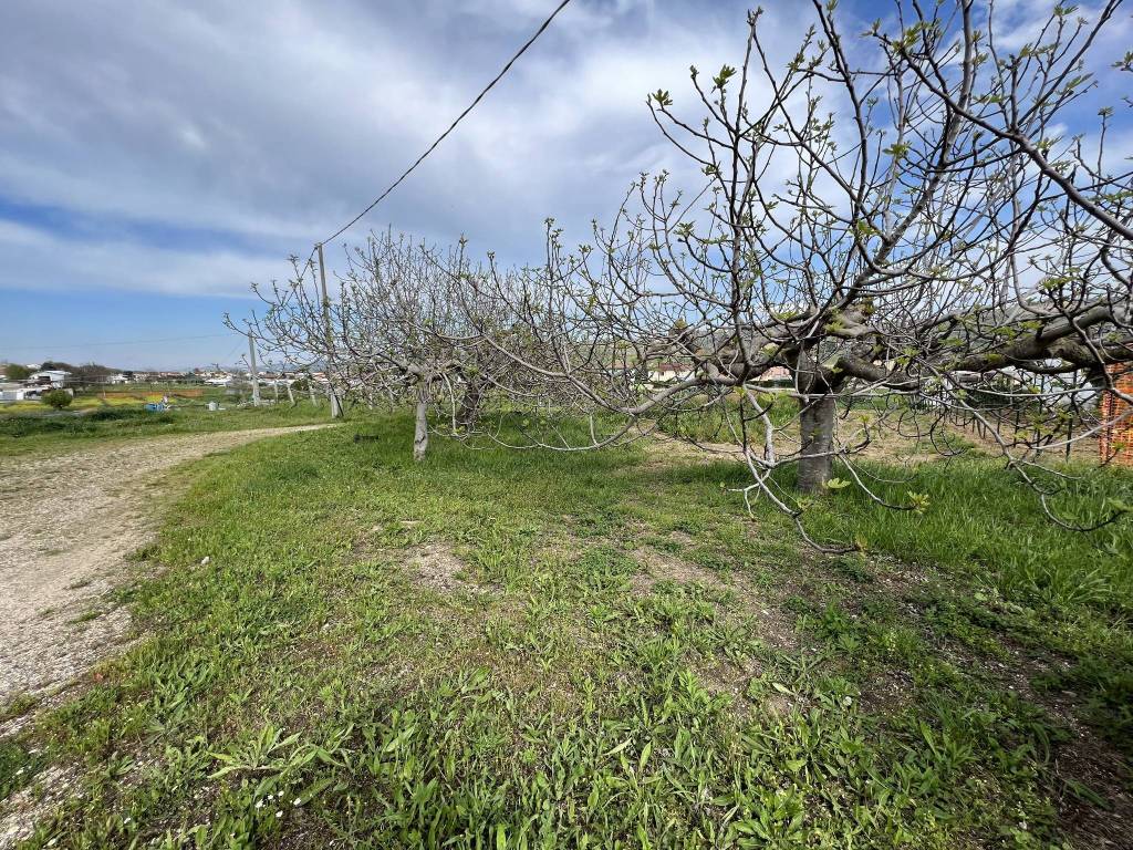 Terreno agricolo