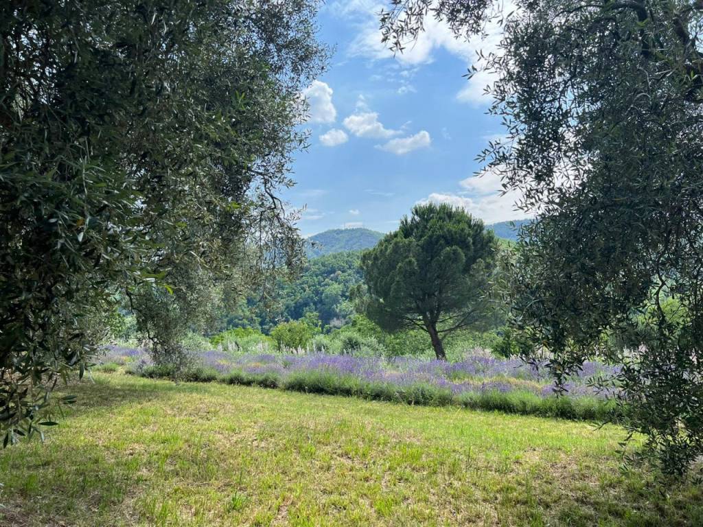 lavanda panorama