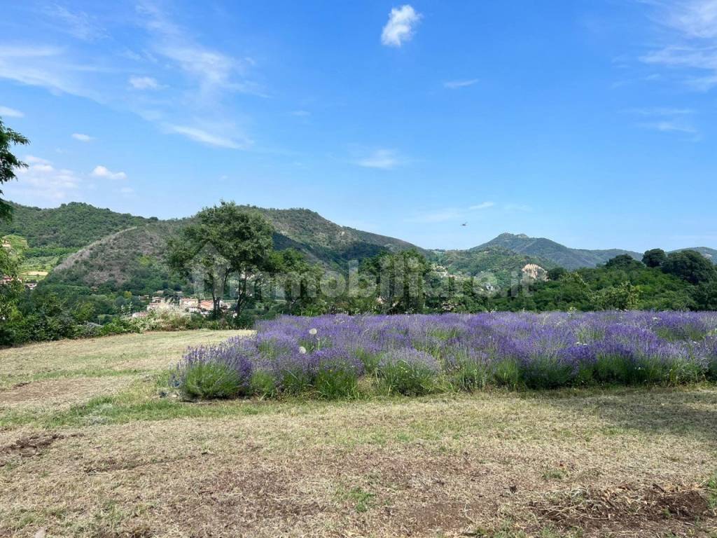 lavanda