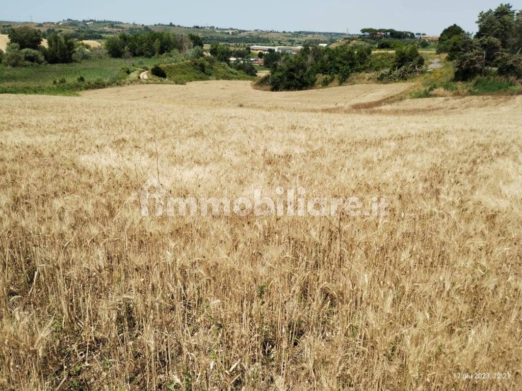 grano sul terreno